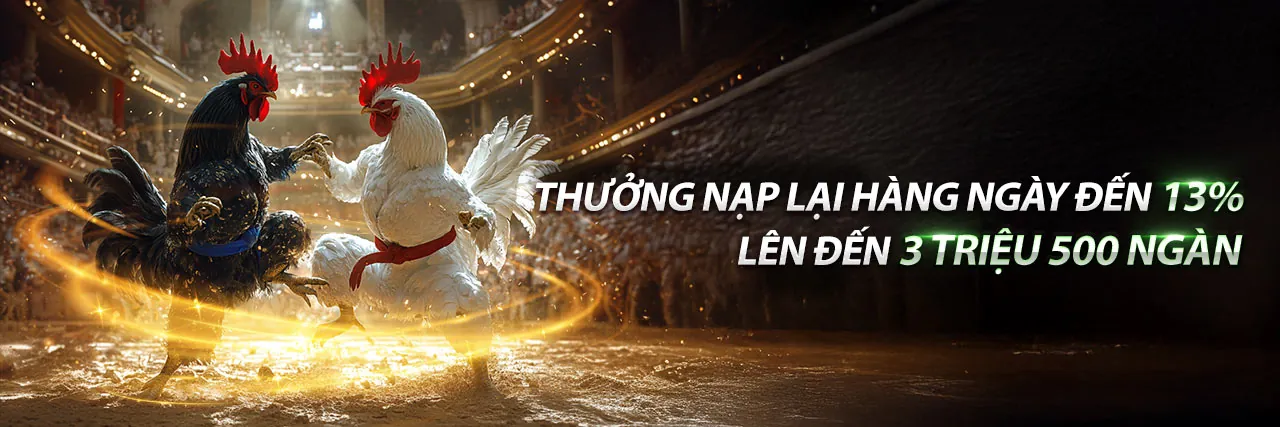 Trận đấu đá gà trực tiếp kịch tính